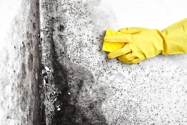 Best Crawl Space Mold Removal  in West Hamburg, PA