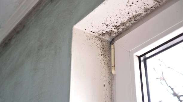 Best Certified Mold Removal  in West Hamburg, PA