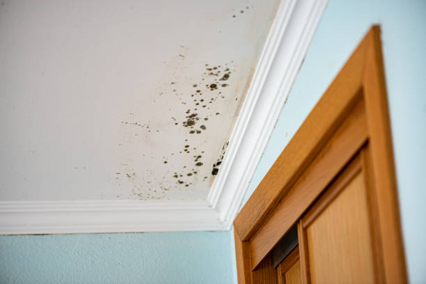 Best Commercial Mold Removal  in West Hamburg, PA