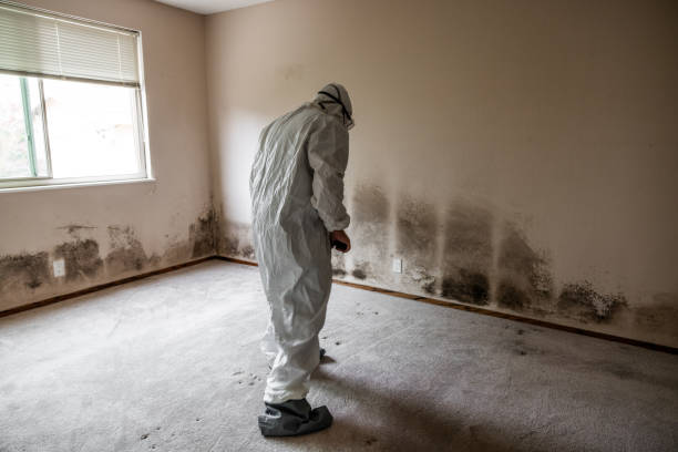 Mold Removal Process in West Hamburg, PA