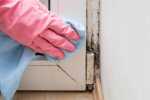 Best Residential Mold Removal  in West Hamburg, PA